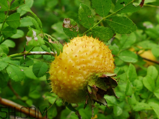 刺梨是什么味道？刺梨是什么水果