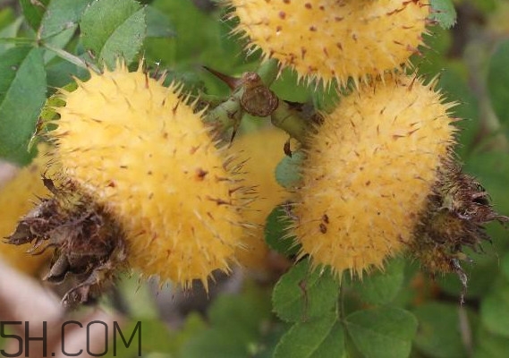 刺梨什么時候成熟？刺梨泡酒有什么功效