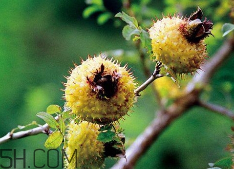 新鮮刺梨怎么保存？刺梨什么人不能吃