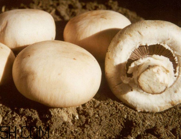 口蘑怎么吃？口蘑不能和什么一起吃