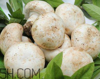 口蘑是香菇嗎？口蘑怎么種植