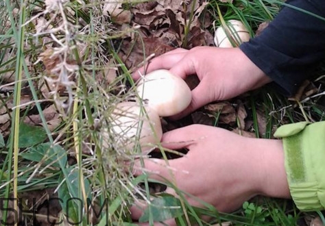 口蘑怎么挑選？口蘑有毒嗎