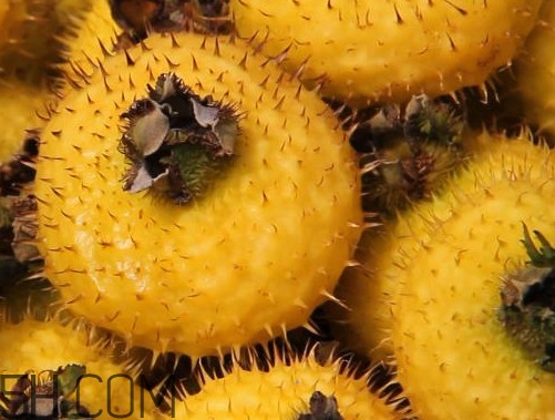 刺梨是酸性還是堿性？刺梨是涼性還是熱性