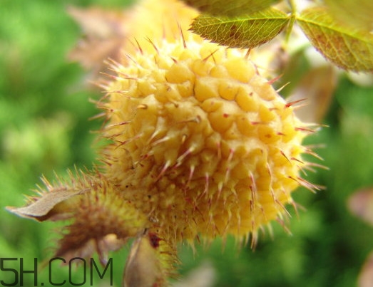 刺梨什么時候成熟？刺梨泡酒有什么功效