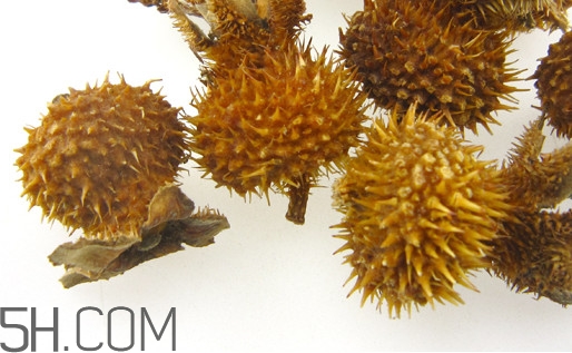 刺梨怎么泡酒？刺梨怎么泡水喝