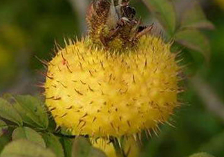 刺梨是什么味道？刺梨是什么水果