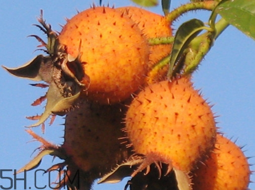 刺梨是金櫻子嗎？刺梨是中藥嗎