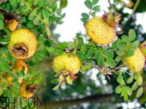 刺梨怎么泡酒？刺梨怎么泡水喝