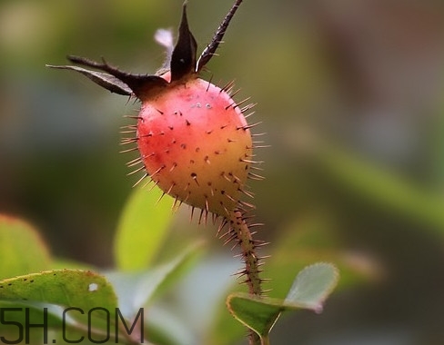 刺梨是金櫻子嗎？刺梨是中藥嗎