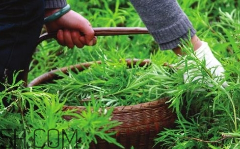 藜蒿多少錢一斤？藜蒿和蘆蒿是同一種菜嗎？