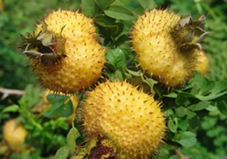 刺梨是金櫻子嗎？刺梨是中藥嗎