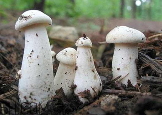 口蘑是香菇嗎？口蘑怎么種植