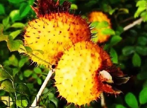 刺梨是什么味道？刺梨是什么水果