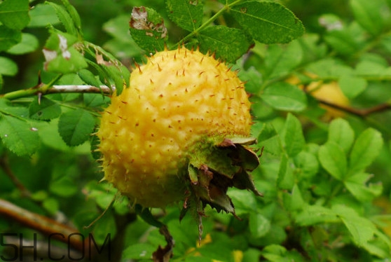 新鮮刺梨怎么保存？刺梨什么人不能吃