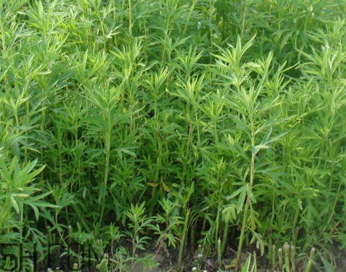 藜蒿是什么植物？藜蒿怎么種植