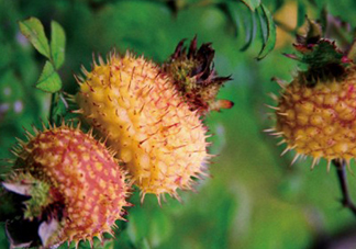 刺梨什么時(shí)候成熟？刺梨泡酒有什么功效