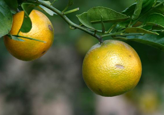 貢柑幾月成熟？貢柑種植到掛果要多少年