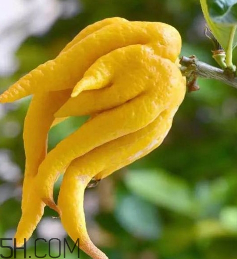 佛手是什么水果？佛手柑怎么保存