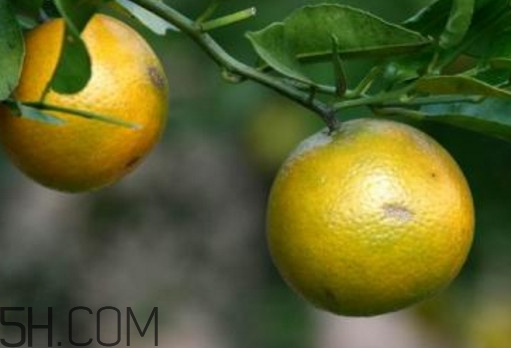 貢柑幾月成熟？貢柑種植到掛果要多少年