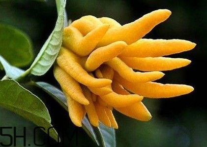佛手柑泡水喝有什么功效？佛手柑產(chǎn)地在哪兒