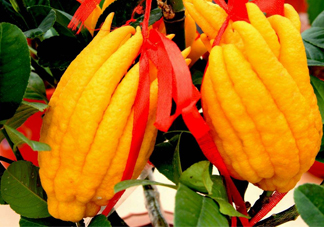 佛手柑孕婦可以吃嗎？佛手柑的功效與作用