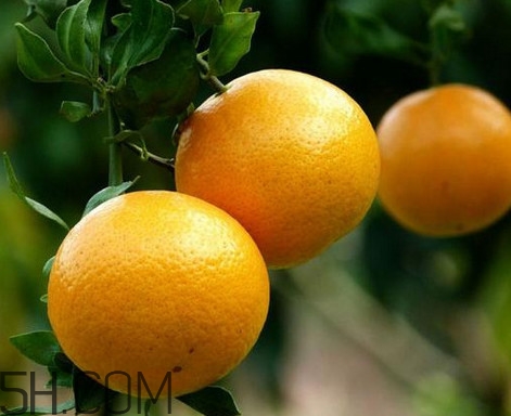 貢柑幾月成熟？貢柑種植到掛果要多少年