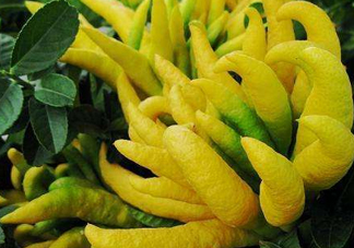 佛手柑是佛手瓜嗎？佛手柑和佛手瓜的區(qū)別