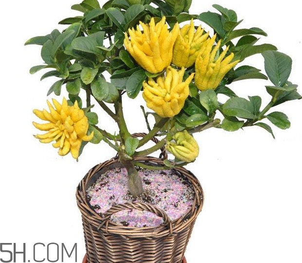 佛手是什么水果？佛手柑怎么保存