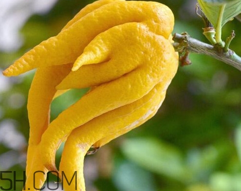 佛手柑怎么吃？佛手柑是什么味道