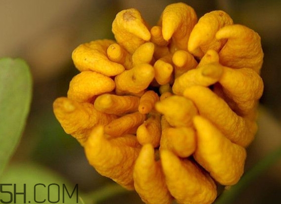 佛手柑怎么腌制？佛手柑可以生吃嗎