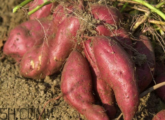 紅薯是什么時(shí)候傳入中國(guó)？紅薯是涼性還是熱性？