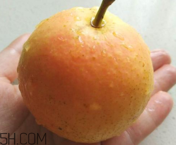 南果梨是哪里的特產(chǎn)？南果梨是嫁接的嗎