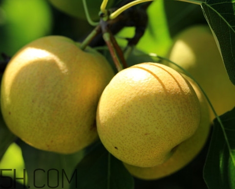 南果梨含酒精嗎？南果梨的功效與作用