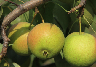 南果梨是哪里的特產(chǎn)？南果梨是嫁接的嗎