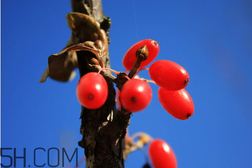 山茱萸什么時候成熟？山茱萸什么時候結(jié)果？