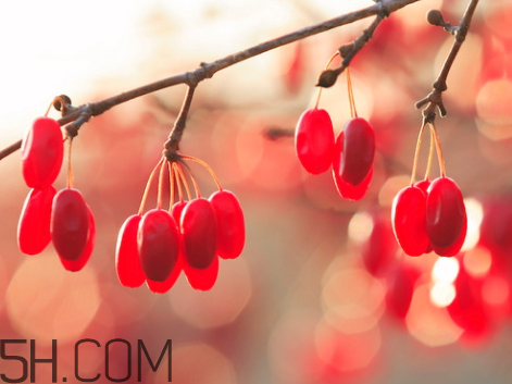 山茱萸可以吃嗎 山萸肉怎么吃 山茱萸可以吃嗎 山萸肉怎么吃