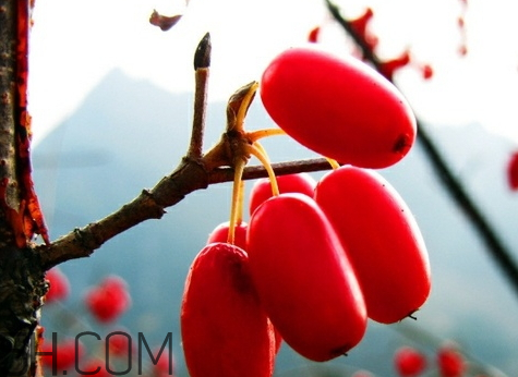 山茱萸可以吃嗎 山萸肉怎么吃 山茱萸可以吃嗎 山萸肉怎么吃