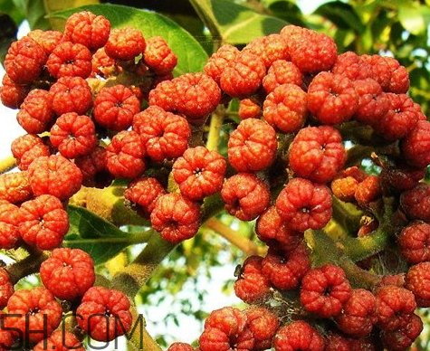 吳茱萸什么時候采摘 吳茱萸什么時候味道 吳茱萸什么時候采摘 吳茱萸什么時候味道