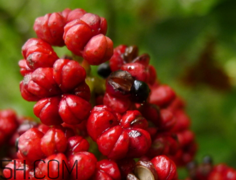 吳茱萸什么時候采摘 吳茱萸什么時候味道 吳茱萸什么時候采摘 吳茱萸什么時候味道
