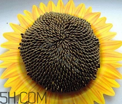 葵花籽是什么？葵花籽和瓜子的區(qū)別