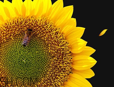 一朵向日葵能結(jié)多少葵花籽？葵花籽為什么也會致癌