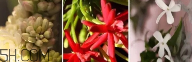 gucci bloom香水好聞嗎？gucci bloom香水香評(píng)