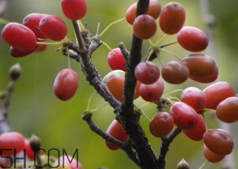 山茱萸是山萸肉嗎？山茱萸是吳茱萸嗎？