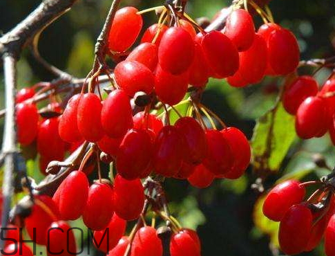 山茱萸是山萸肉嗎？山茱萸是吳茱萸嗎？