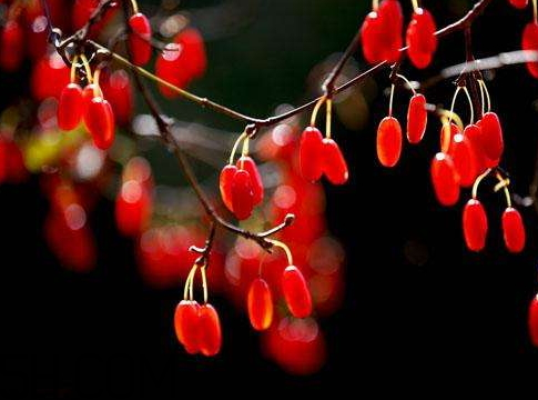 山茱萸是山萸肉嗎？山茱萸是吳茱萸嗎？