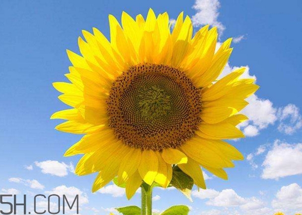 向日葵為什么叫向日葵？向日葵是哪個(gè)國家的國花