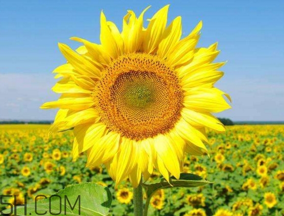 向日葵什么時(shí)候開花？向日葵什么時(shí)候成熟