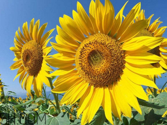 向日葵什么時(shí)候開花？向日葵什么時(shí)候成熟