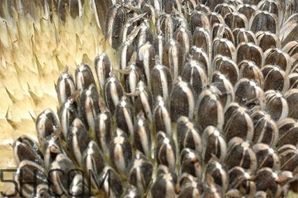 葵花籽是什么？葵花籽和瓜子的區(qū)別