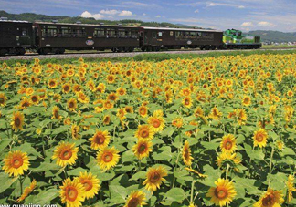 向日葵什么時(shí)候凋謝？向日葵的精神是什么